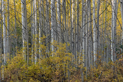 Packed aspen forest in the Wasatch mountains of utah