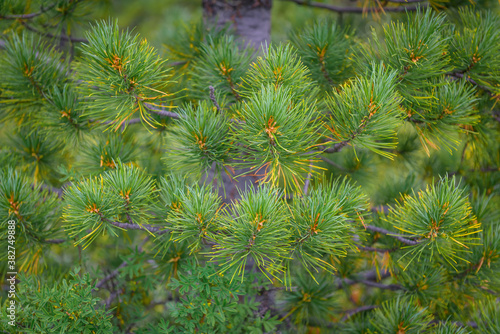 Green spiny branches of pine close-up. Full frame image coniferous branches. Christmas fir tree background. Beautiful winter backdrop, copy space.