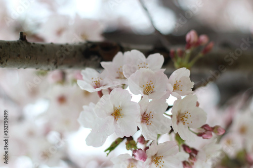 Beautiful and lovely light pink sakura (cherry blossoms) flowers, wallpaper background, soft focus © MeiYi