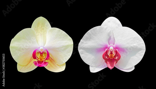 Yellow and white orchid flowers isolated on black background with clipping path