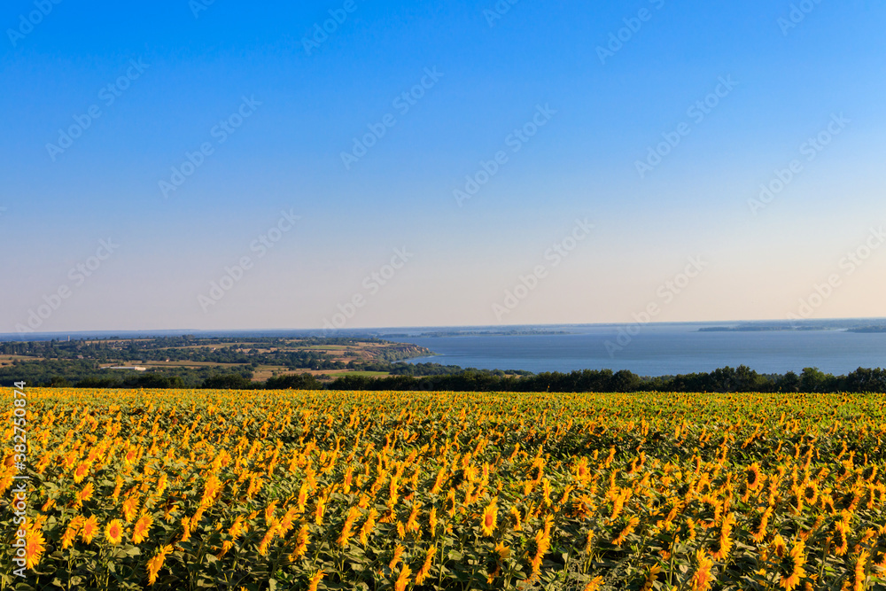 Summer landscape with beautiful river, sunflower field and green trees