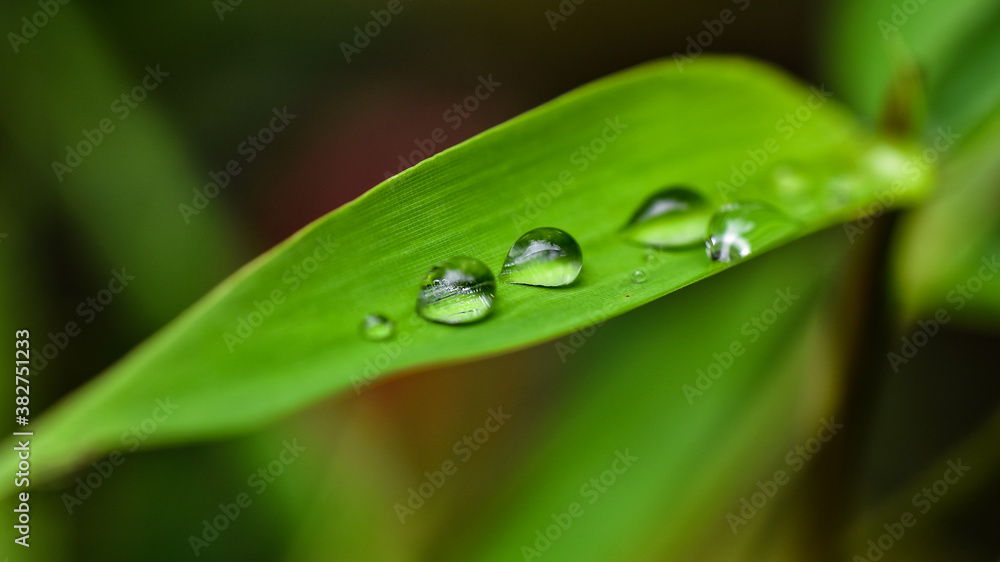 water drop on green bamboo leaf with blurred background water drop on green bamboo leaf with blurred background