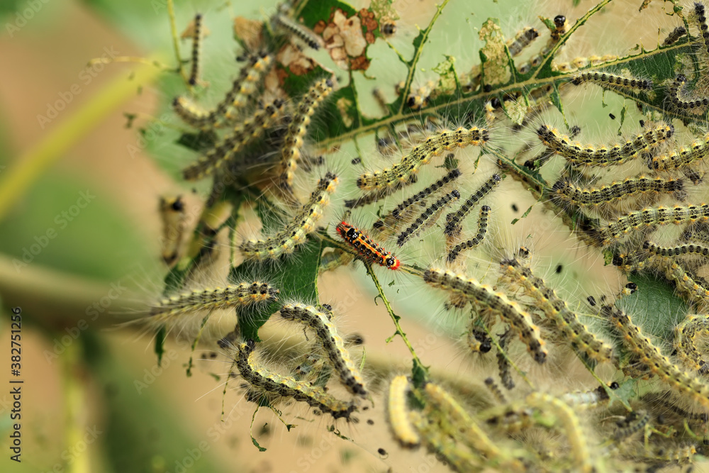 Hyphantria cunea larva crawling on green leaf Hyphantria cunea larva crawling on green leaf