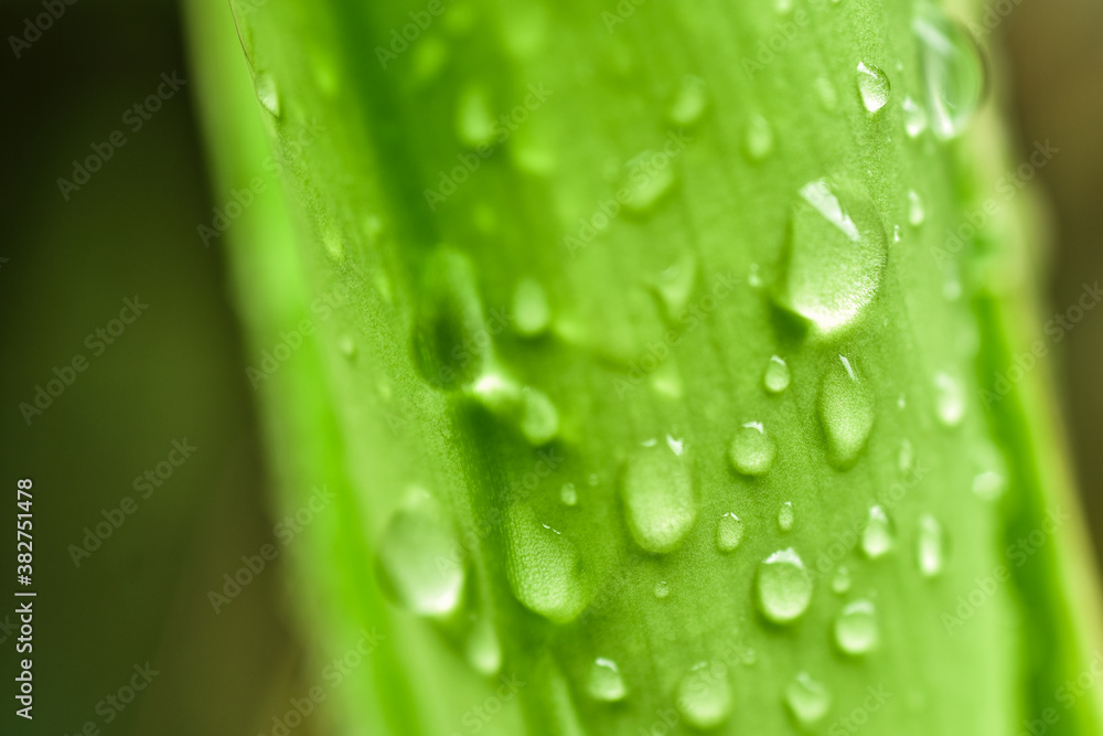 water drop on green bamboo leaf with blurred background water drop on green bamboo leaf with blurred background