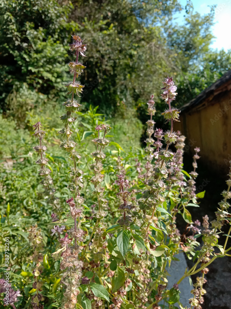 Fototapeta premium ocimum gratissimum tenuiflorum, commonly known as holy basil or ram tulsi or wild basil. sanatan dharma