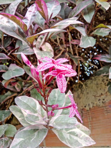flor de invierno