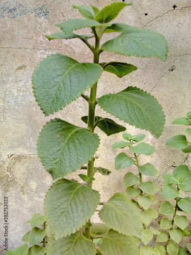 Planta de oregano