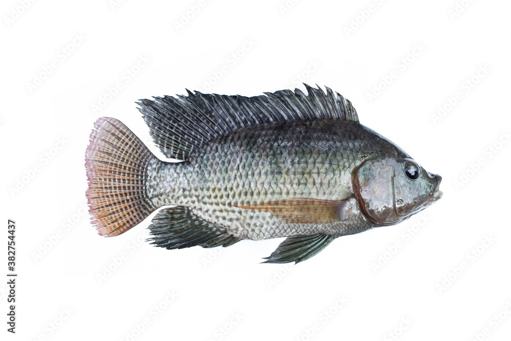 Tilapia fish isolated on white background. Tilapia fish isolated on white background.