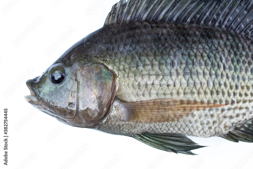 Tilapia fish isolated on white background. Tilapia fish isolated on white background.