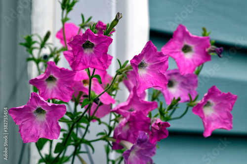 Flowers of tetunia on the wall of rural house against the window photo