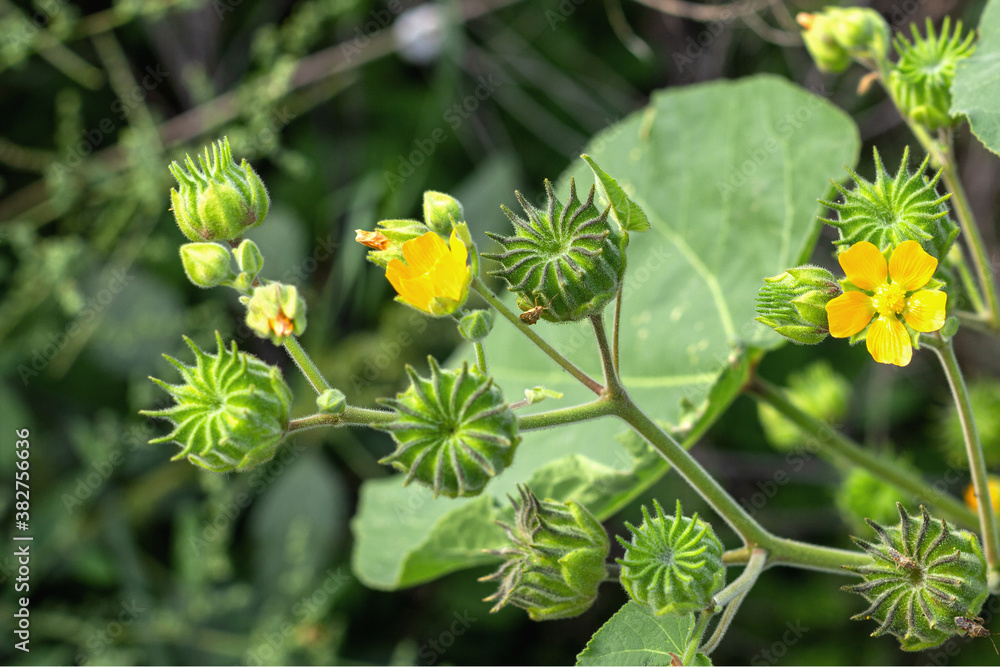 Seeds of plants enclosed in boxes for further maturation in nature in the fall in a natural environment. Seeds of plants enclosed in boxes for further maturation in nature in the fall in a natural environment.