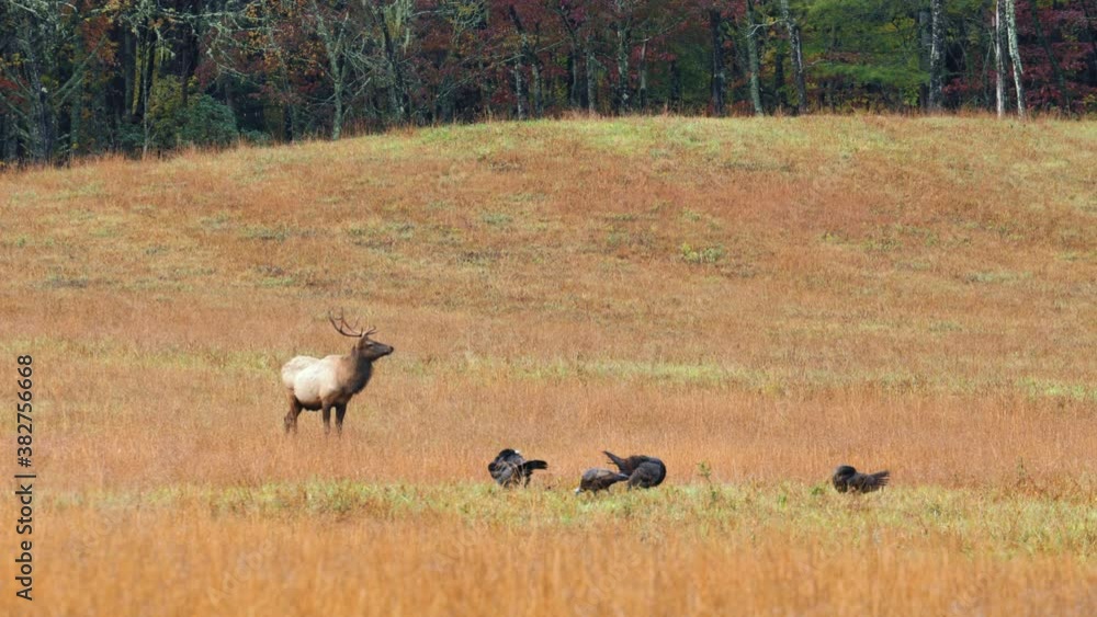 Medium, a bull elk and a rafter of turkeys in an autumn field, North Carolina, USA Medium, a bull elk and a rafter of turkeys in an autumn field, North Carolina, USA
