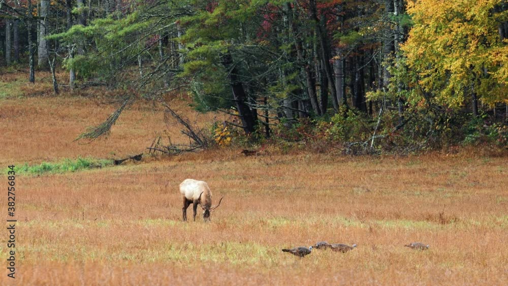 Medium, a bull elk and a rafter of turkeys in an autumn field, North Carolina, USA Medium, a bull elk and a rafter of turkeys in an autumn field, North Carolina, USA