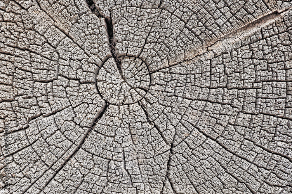  Structure of cracks of wood  vector background, Fragment of an old tree with a knot