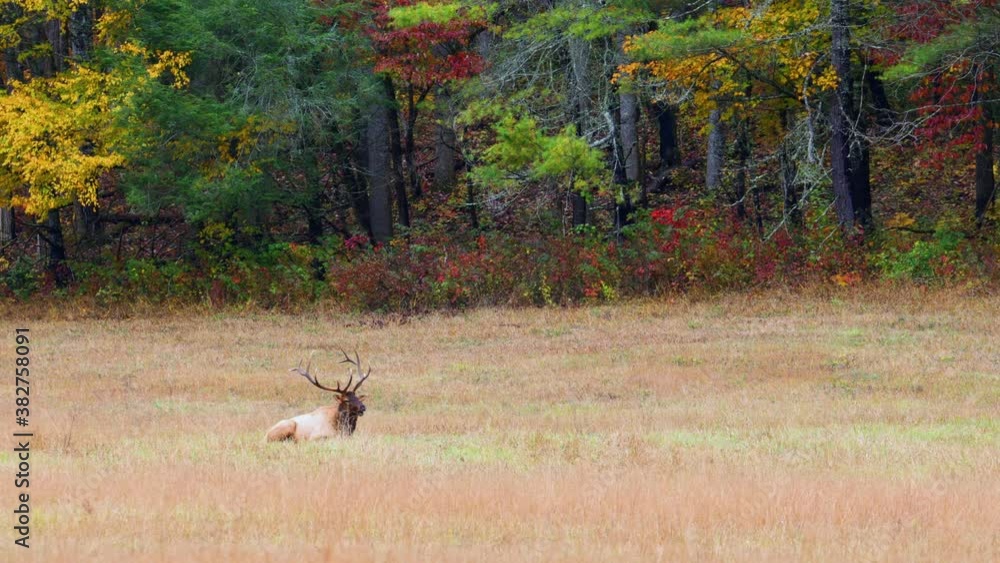 Wide, a bull elk in an autumn field, North Carolina, USA Wide, a bull elk in an autumn field, North Carolina, USA