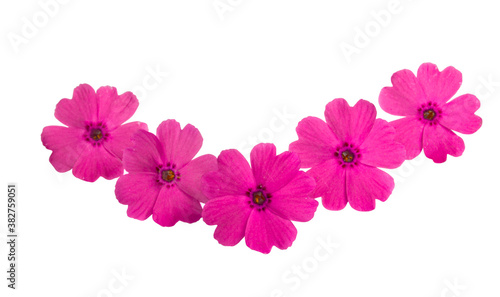 beautiful pink verbena flower isolated