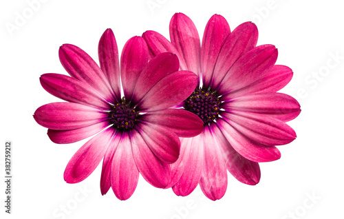Osteospermum Daisy or Cape Daisy Flower