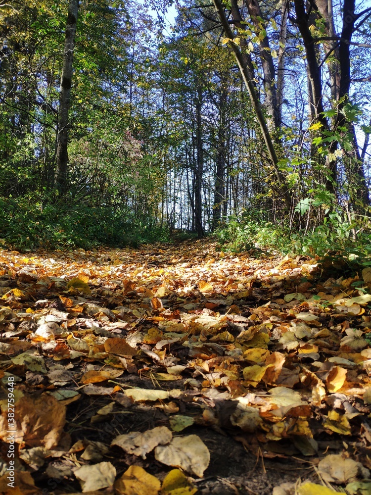 a road strewn with fallen leaves in the autumn forest. autumn landscape a road strewn with fallen leaves in the autumn forest. autumn landscape