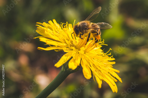 Macro photograph of a bee pollinating a flower