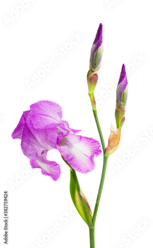 beautiful iris flower isolated