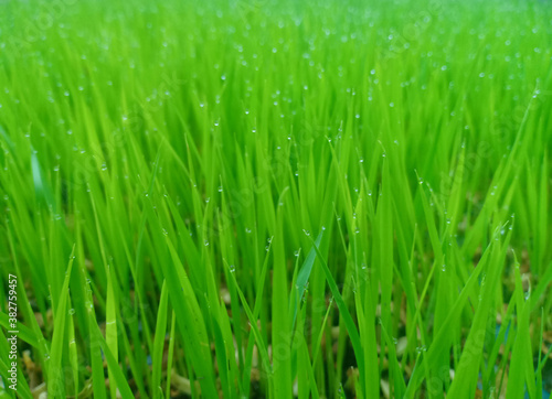 Blurred texture of green grassland or rice field with clear dew drops.