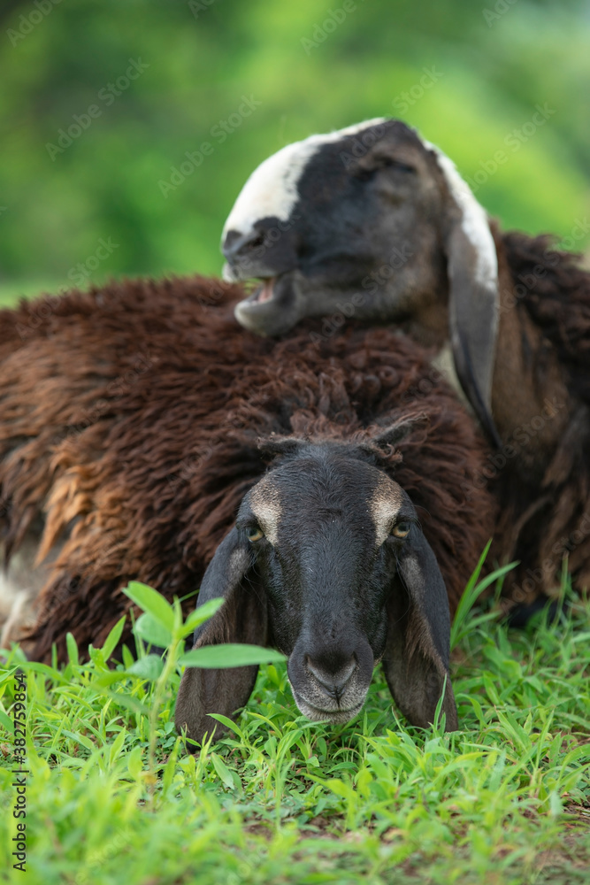 sheep smiling and enjoying on grass fields. sheep laughing stock images. medium closeup of sheep. vertical images  front focus.