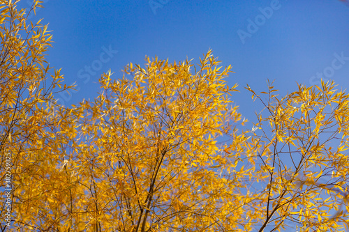 Yellow leaves close-up in backlight with slight sun glare