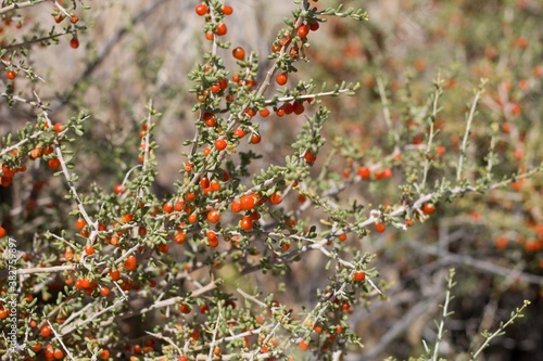 Red mature berry fruit of Anderson Thornbush, Lycium Andersonii, Solanaceae, native hermaphroditic perennial deciduous shrub in Joshua Tree National Park, Southern Mojave Desert, Summer.