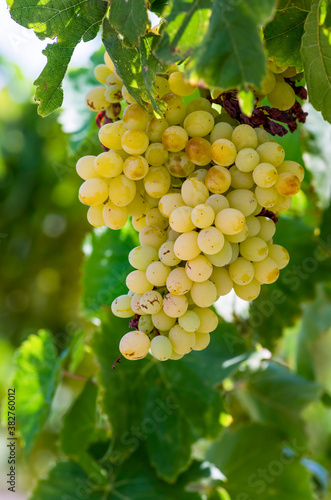 Wallpaper Mural Fresh organic grapes, vineyards. Turkey / Izmir / Foca Torontodigital.ca