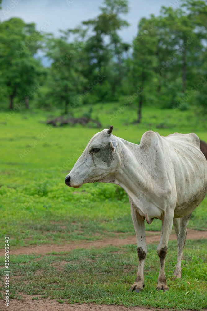 cow standing alone on countryside wild field. asian cow roaming alone live stock image. cow standing alone on countryside wild field. asian cow roaming alone live stock image.