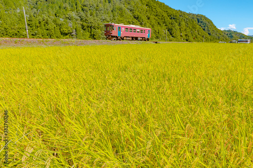 収穫前の稲穂と１両のローカル電車