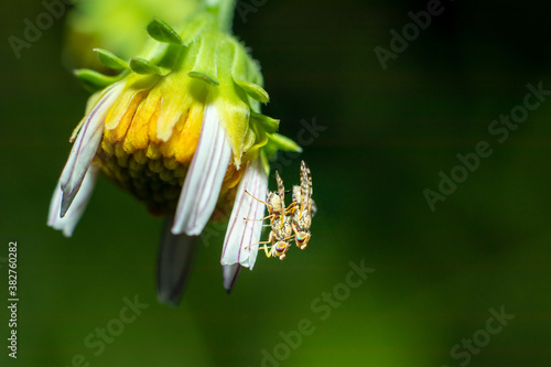 Bees mating on the side of a daisy flower