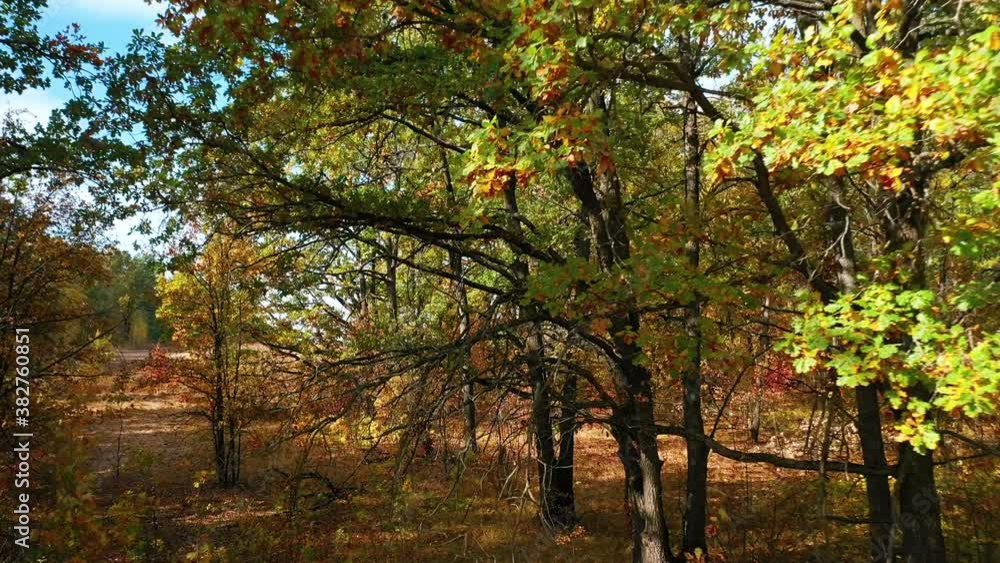 flying a quadcopter in an oak forest between oak branches with colorful autumn leaves during autumn leaf fall flying a quadcopter in an oak forest between oak branches with colorful autumn leaves during autumn leaf fall