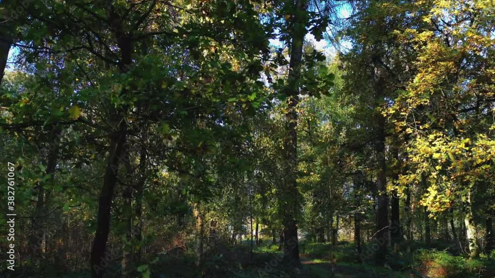 Walking pov, mixed forest on a sunny autumn day, Beernem, Belgium Walking pov, mixed forest on a sunny autumn day, Beernem, Belgium