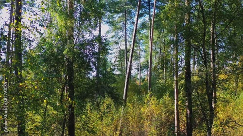 Aerial, pov, mixed forest on a sunny autumn day, Beernem, Belgium photo