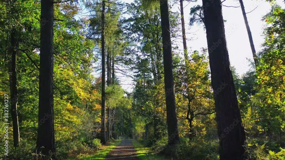 Aerial, pov, a treelined path in an autumn forest, Beernem, Belgium Aerial, pov, a treelined path in an autumn forest, Beernem, Belgium