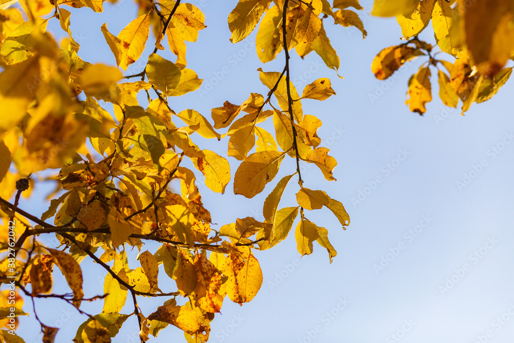 Obraz premium Yellow leaves close-up in backlight with slight sun glare