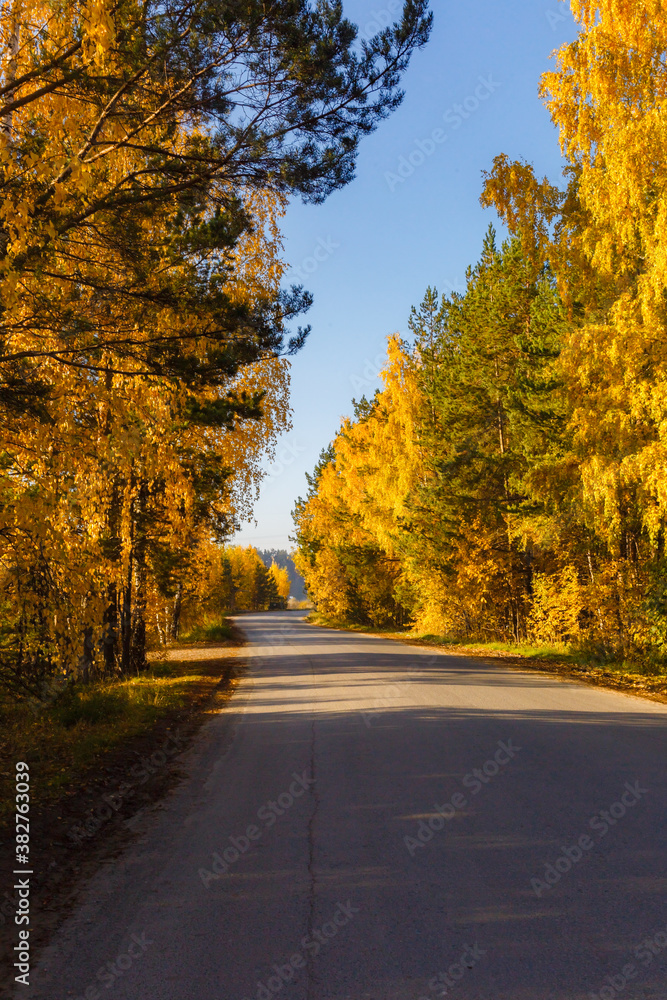 autumn forest autumn forest