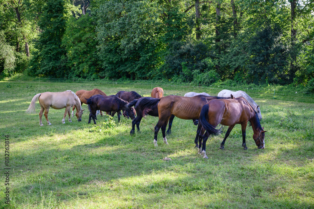 A herd of horses on a pasture near the forest. A herd of horses on a pasture near the forest.