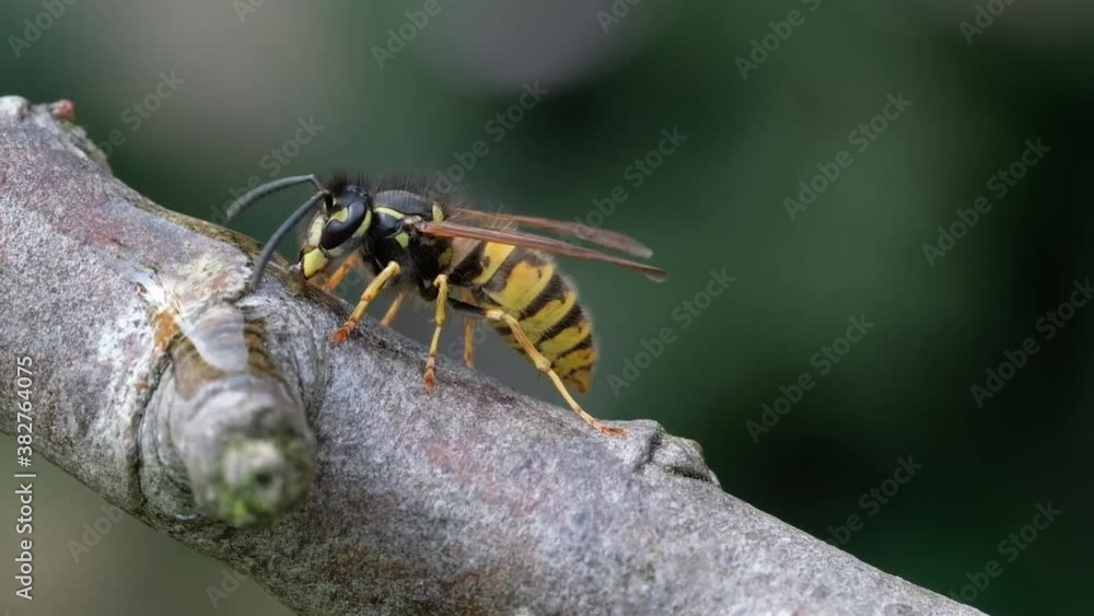 Wasp cutting fat meat into balls and taking away to nest. Wasp cutting fat meat into balls and taking away to nest.