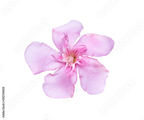 Pink nerium oleander flower close up  isolated on white background , clipping path macro