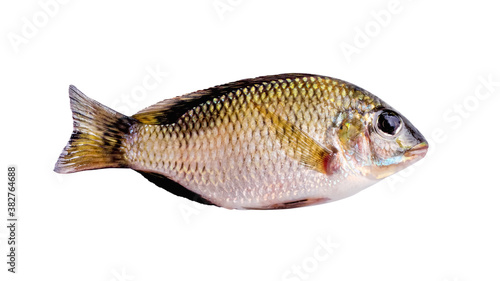 Small nile tilapia fish freshwater isolated on white background , clipping path