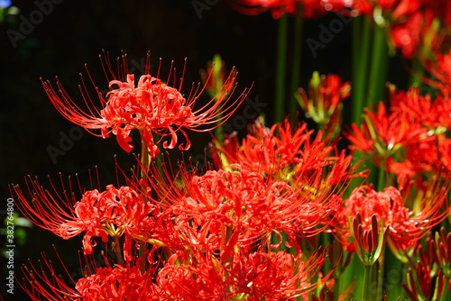 Bild auf Leinwand Red spider lily flowers, Azumino City, Nagano Pref., Japan