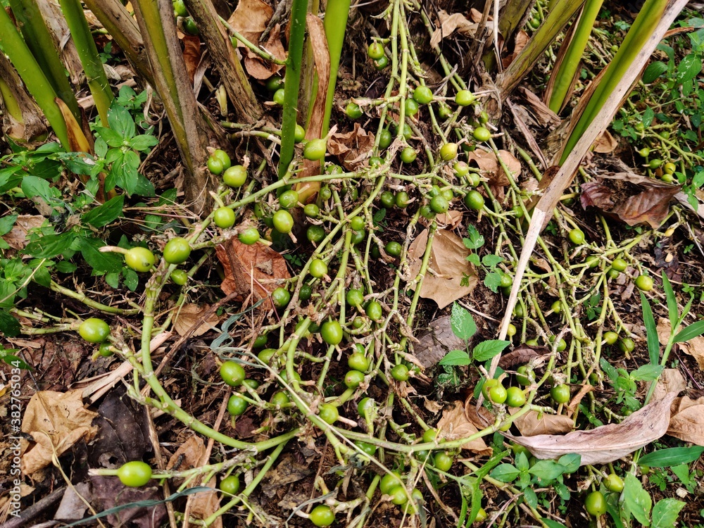 Closeup view of unriped green Cardamom plant in southern india in coorg. Closeup view of unriped green Cardamom plant in southern india in coorg.