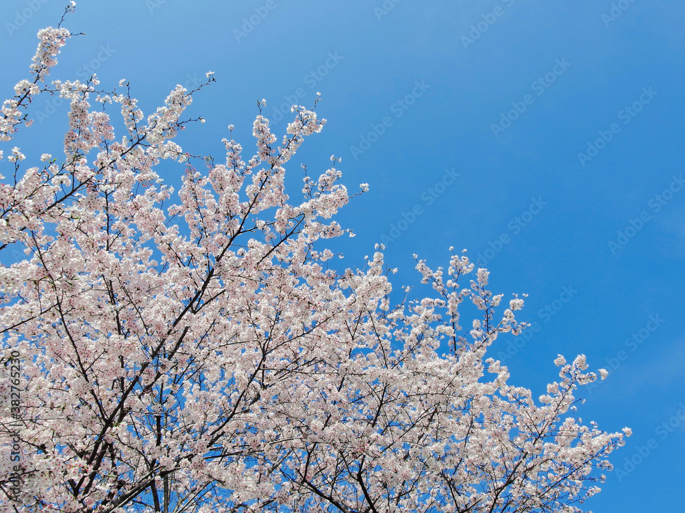 桜と青空