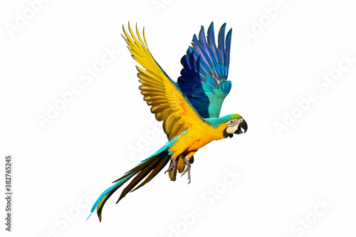 Blue and gold macaw parrot isolated on white background. © Passakorn