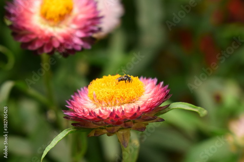 bee on dahlia flower