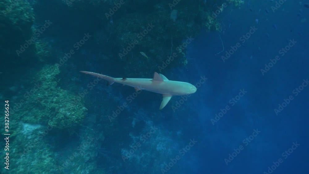 Underwater, high angle, pov, a shark swims away from a coral reef, The Bahamas Underwater, high angle, pov, a shark swims away from a coral reef, The Bahamas