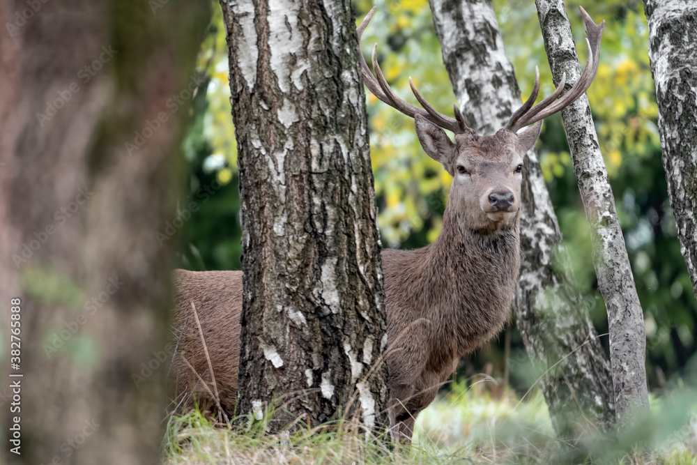 Naklejka premium Red deer male in the wild (Cervus elaphus)