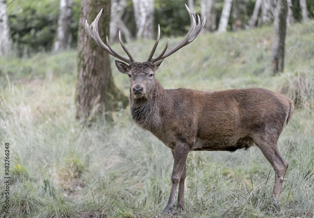 Isolated Red deer male in the woodland (Cervus elaphus) Isolated Red deer male in the woodland (Cervus elaphus)